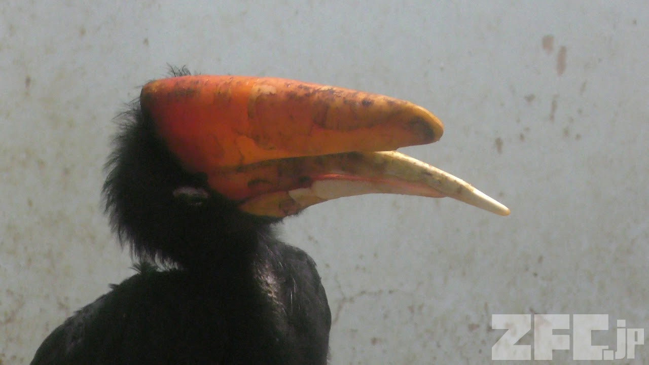 サイチョウ (静岡市立 日本平動物園) 2019年9月29日 ZFC.jp
