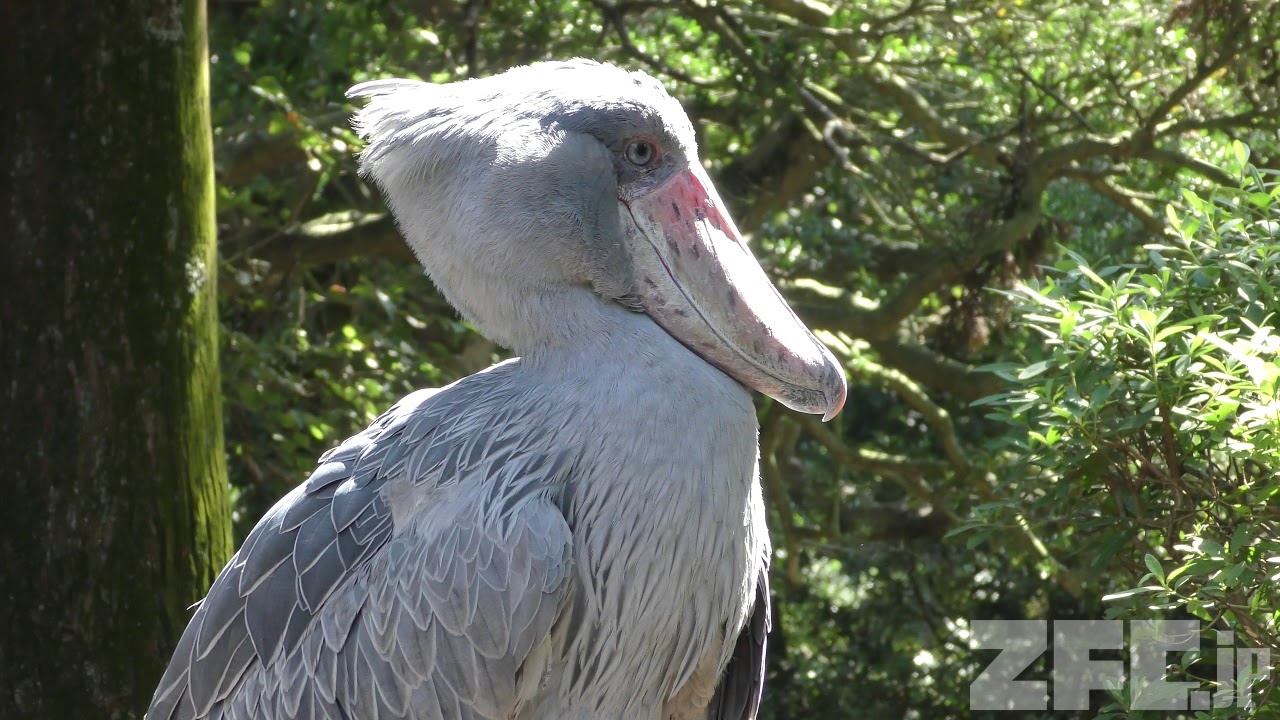 ハシビロコウ の『ビル』 (伊豆シャボテン動物公園) 2019年10月1日