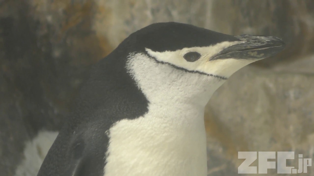 ペンギン sddefault.jpg