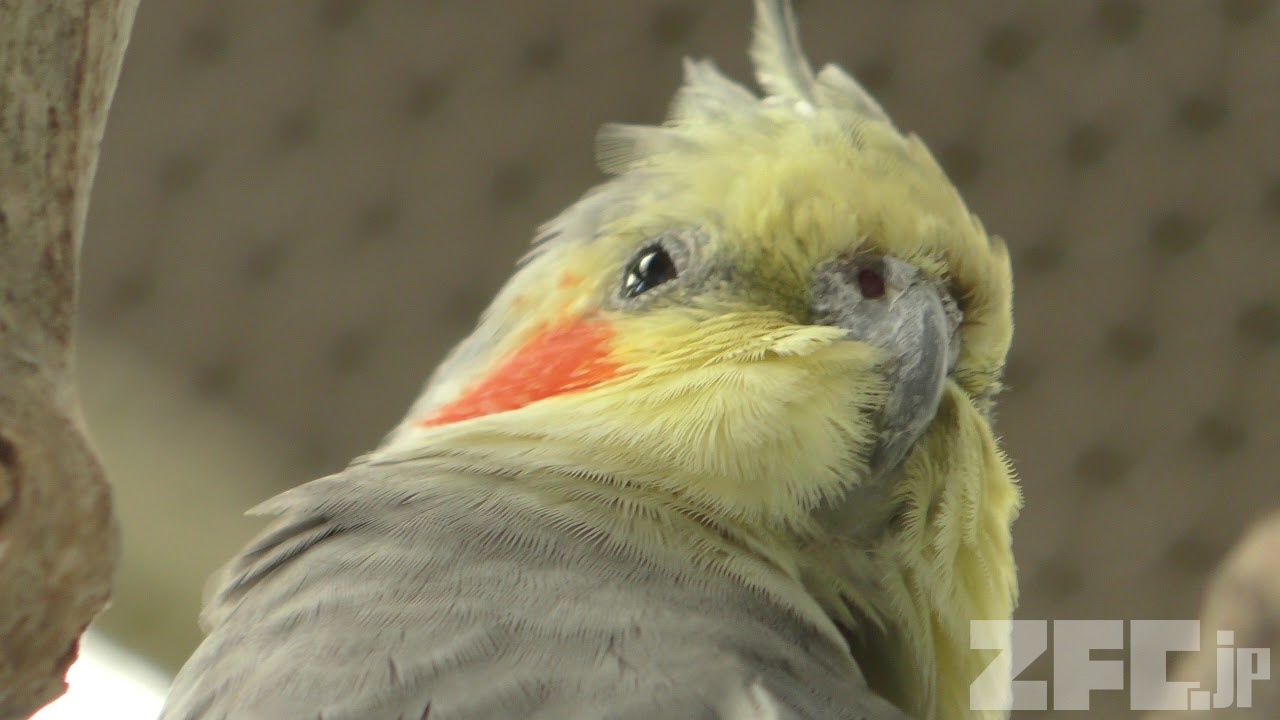 オカメインコ | 動物図鑑 | ZFC.jp