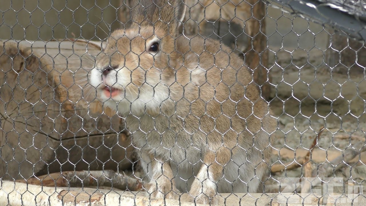 ユキウサギ 35 | HANSA