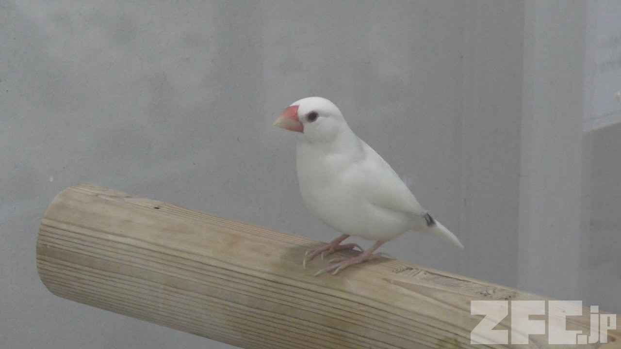 ブンチョウ | 動物図鑑 | ZFC.jp ブンチョウ | 動物図鑑 | ZFC.jp