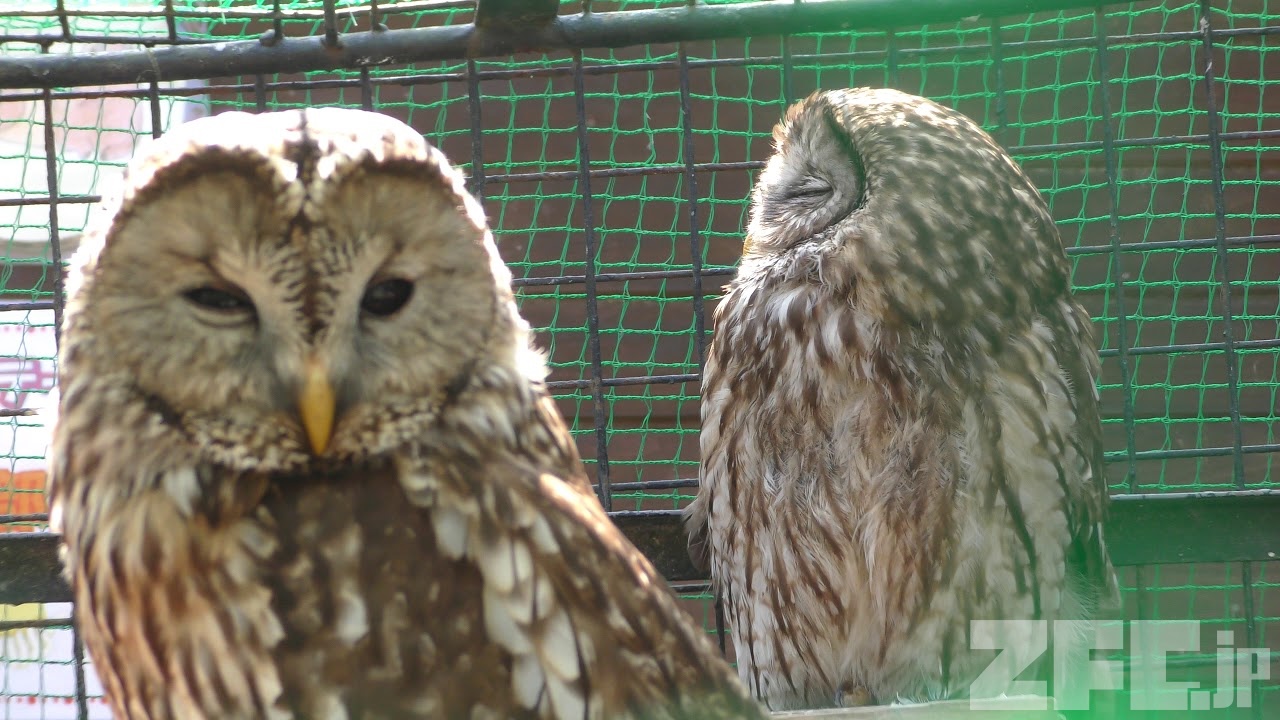 ホンドフクロウ (しろとり動物園) 2019年3月1日 | ZFC.jp