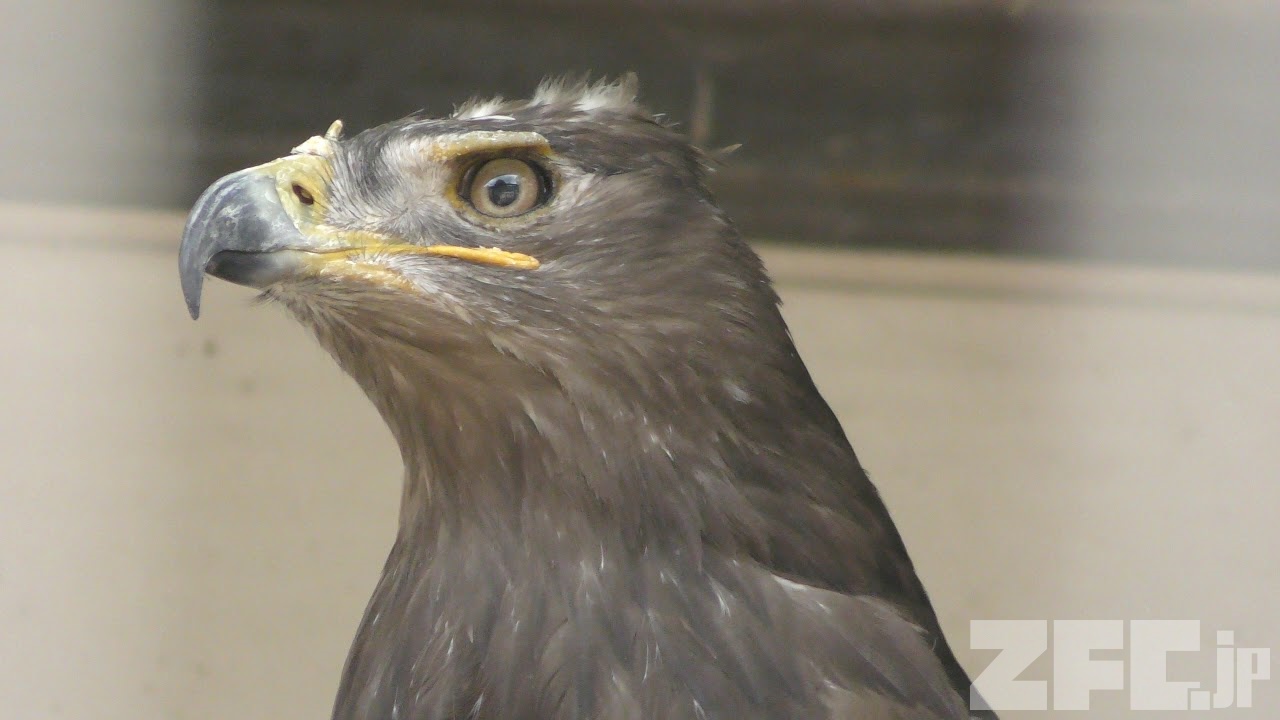 ソウゲンワシ 動物図鑑 Zfc Jp