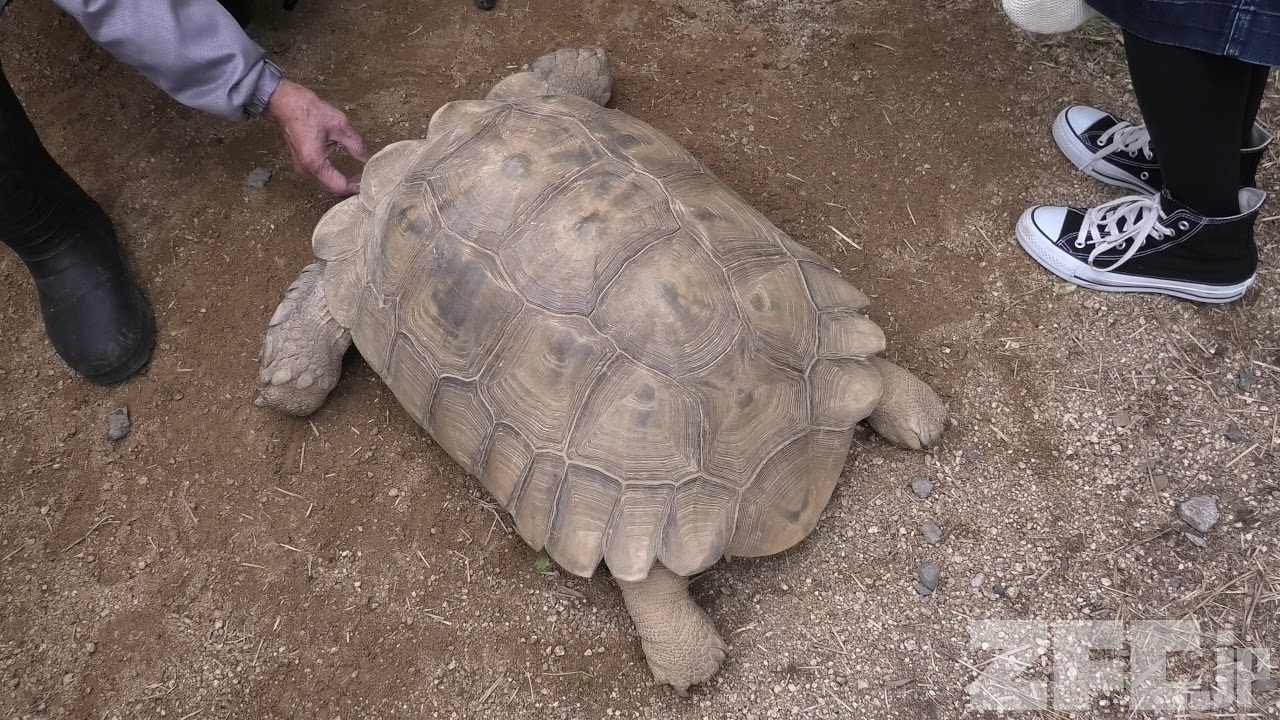 陸ガメの『かめ吉』 (福知山市動物園) 2019年11月24日 | ZFC.jp