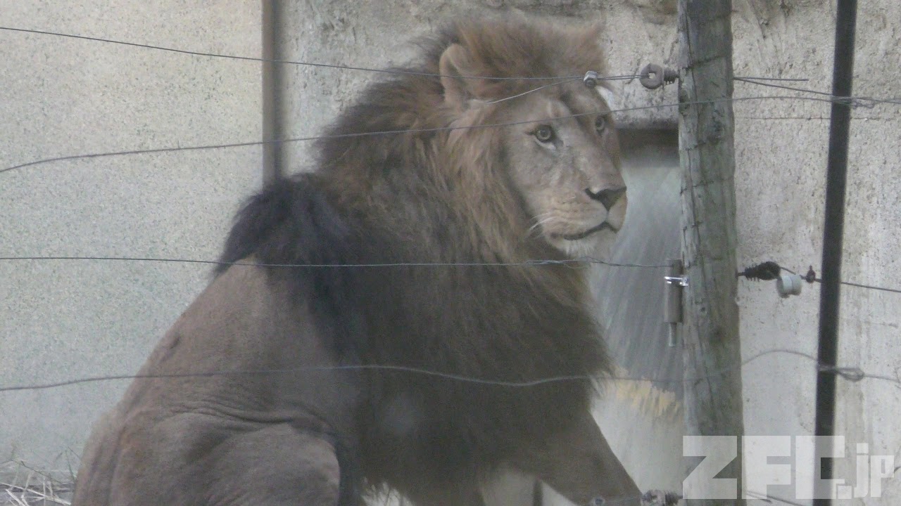 閉園前の荒ぶるライオンたち (東武動物公園) 2017年11月11日 | ZFC.jp