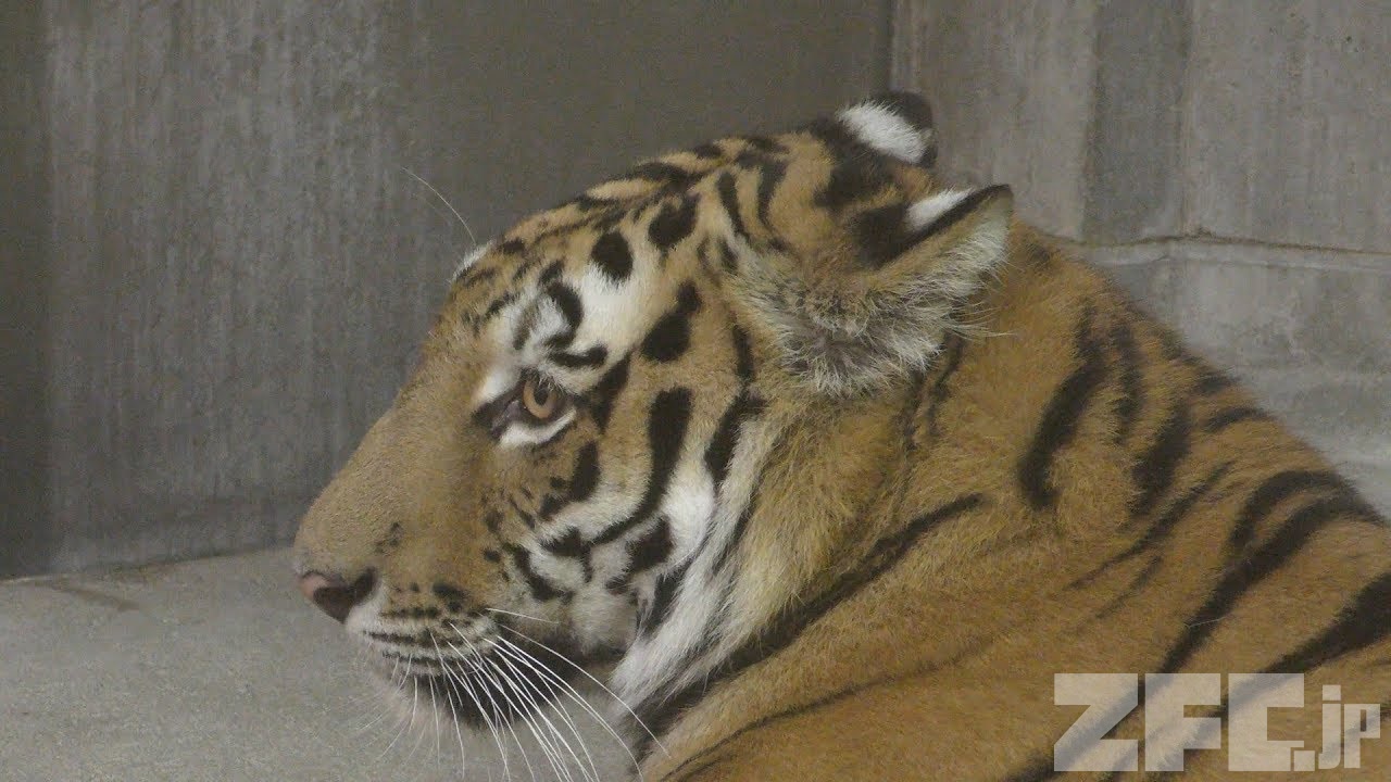 アムールトラ の ミタケ いしかわ動物園 19年8月18日 Zfc Jp