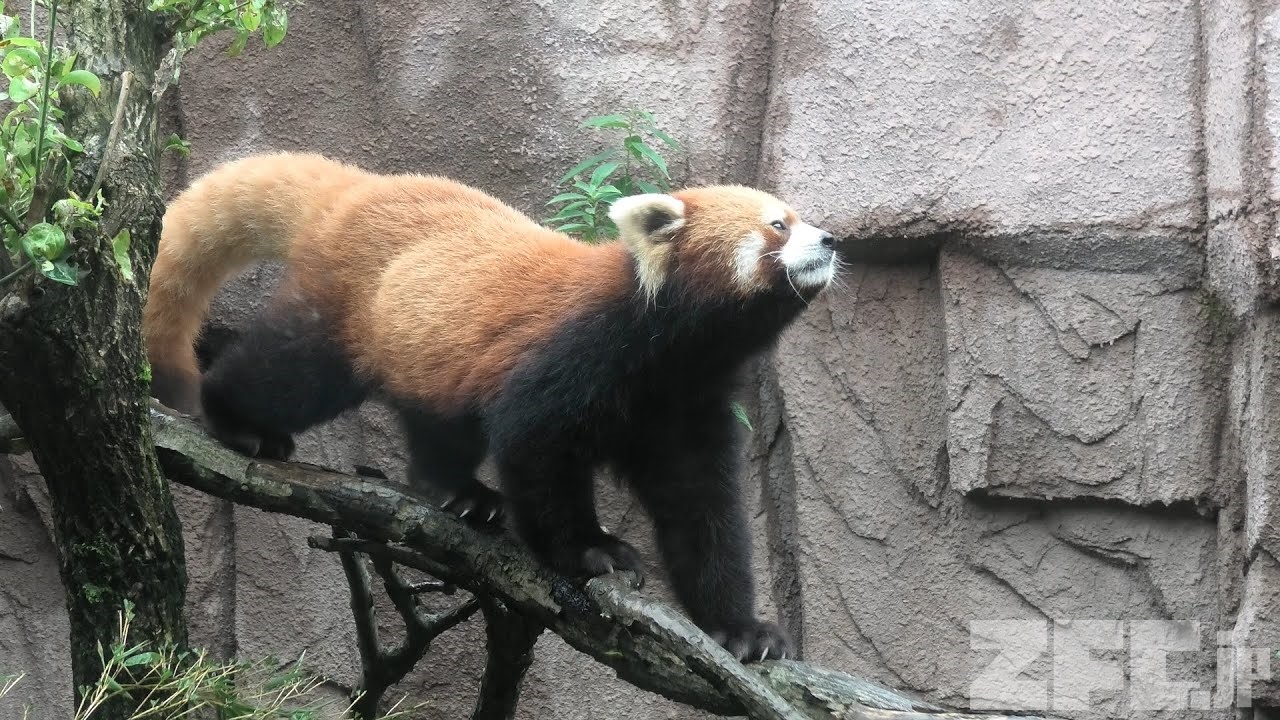 レッサーパンダ シセンレッサーパンダ | 動物図鑑 | ZFC.jp