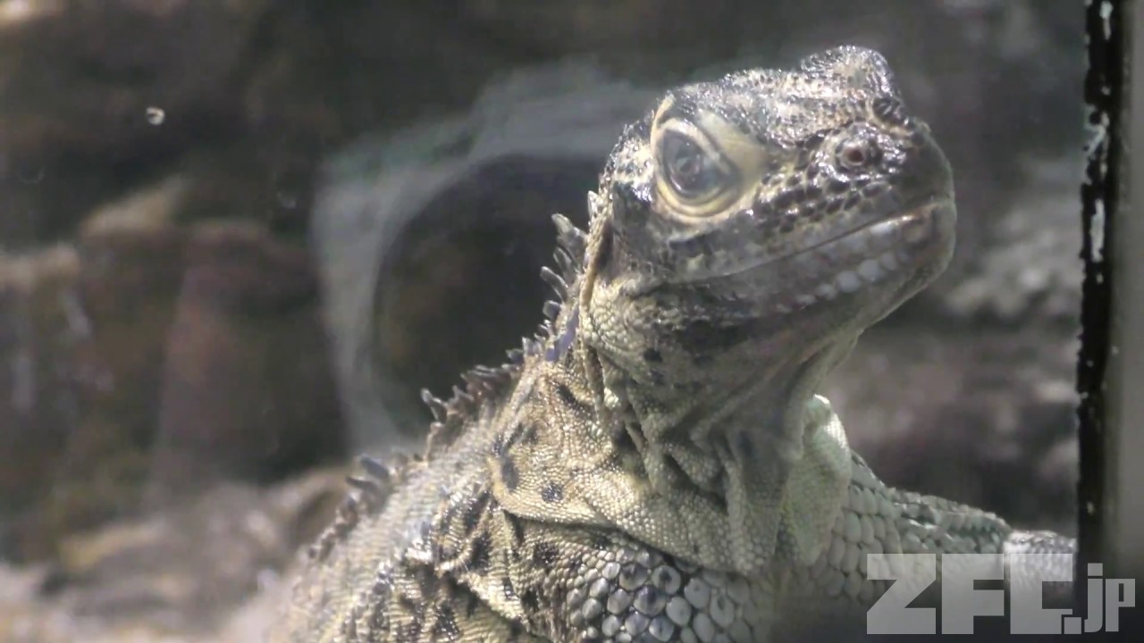 フィリピンホカケトカゲ (サンシャイン水族館) 2017年11月12日 | ZFC.jp