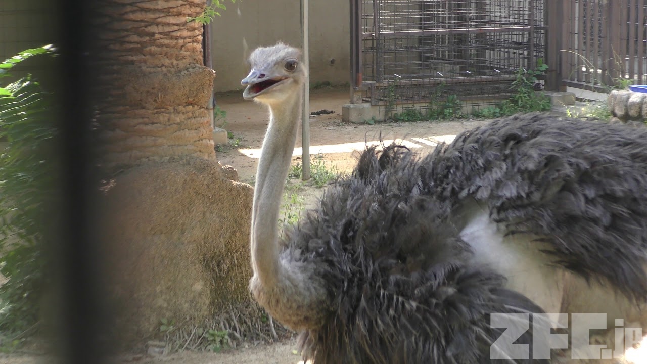 王子動物園　2010&amp;2011年　ダイアリー 神戸市立王子動物園 - 神戸 まちガイド