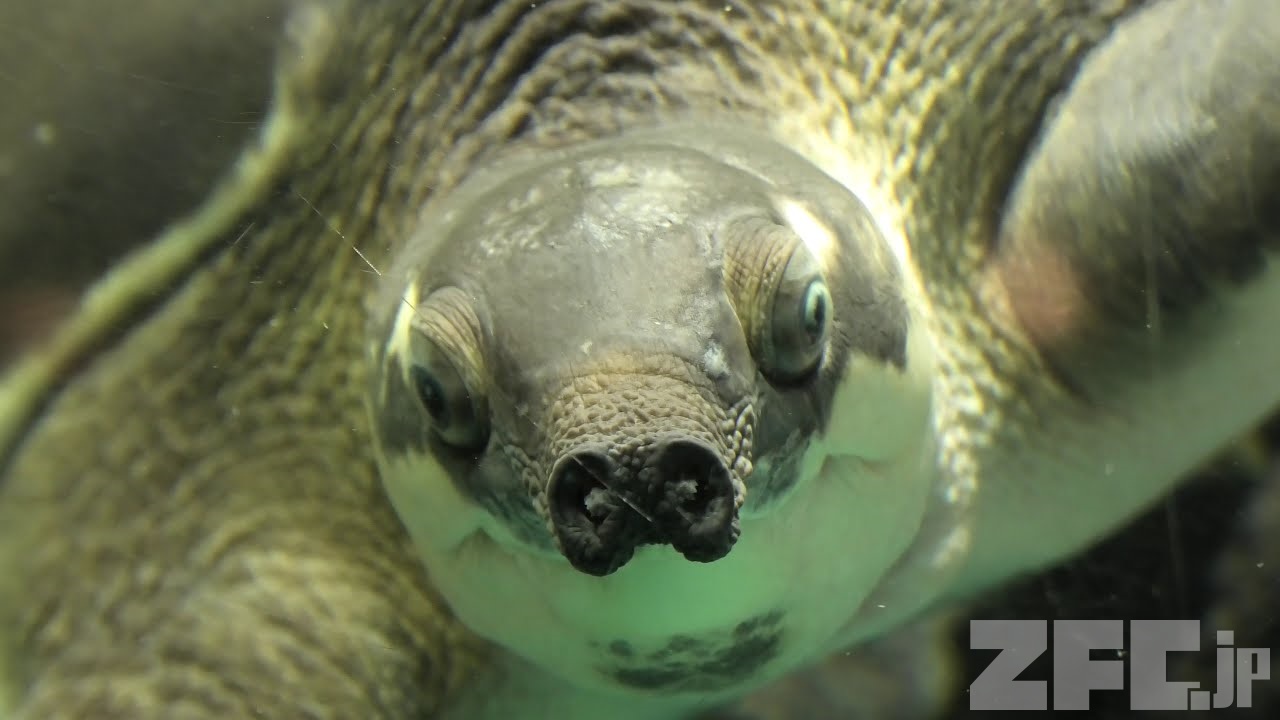 スッポンモドキ (天王寺動物園) 2020年12月23日 | ZFC.jp