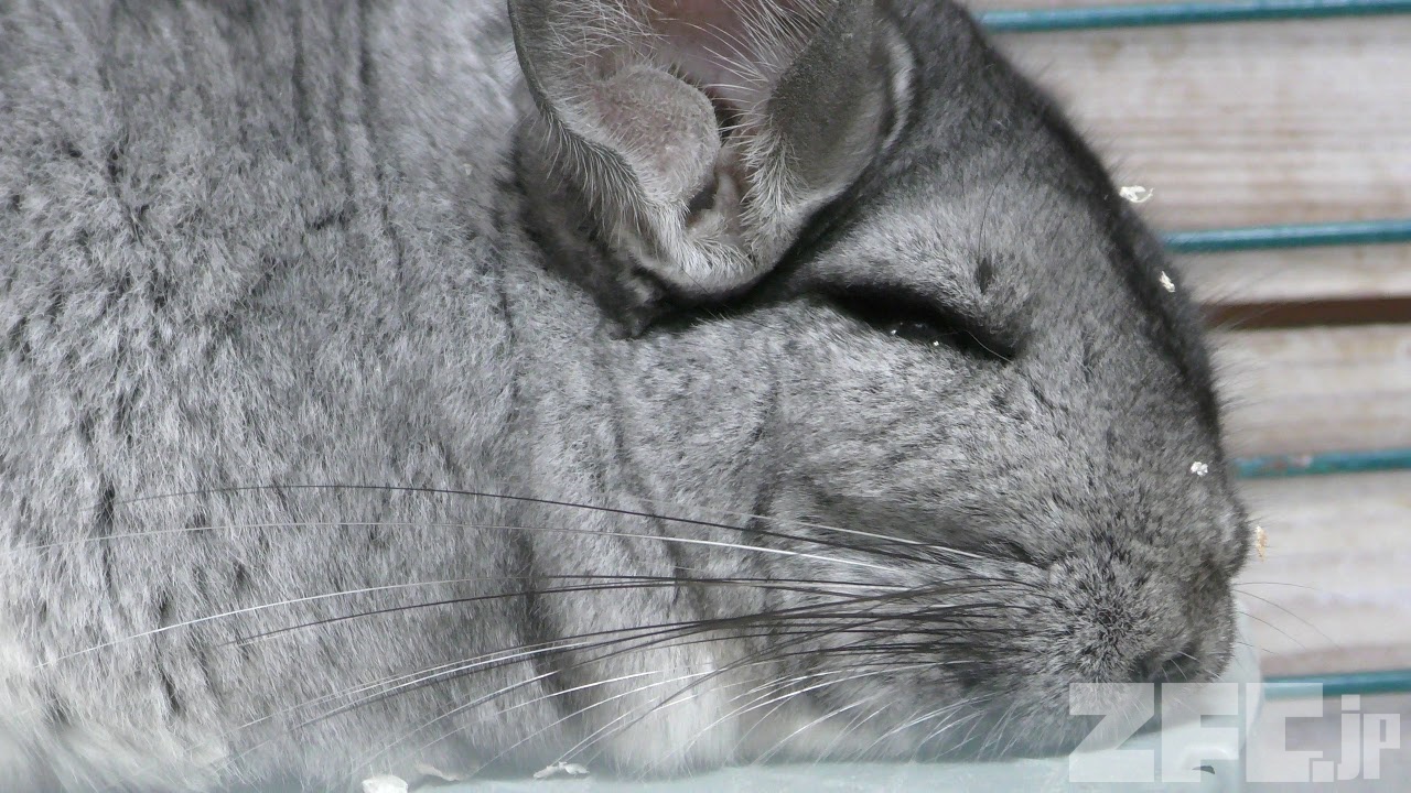 チンチラ | 動物図鑑 | ZFC.jp チンチラ | 動物図鑑 | ZFC.jp