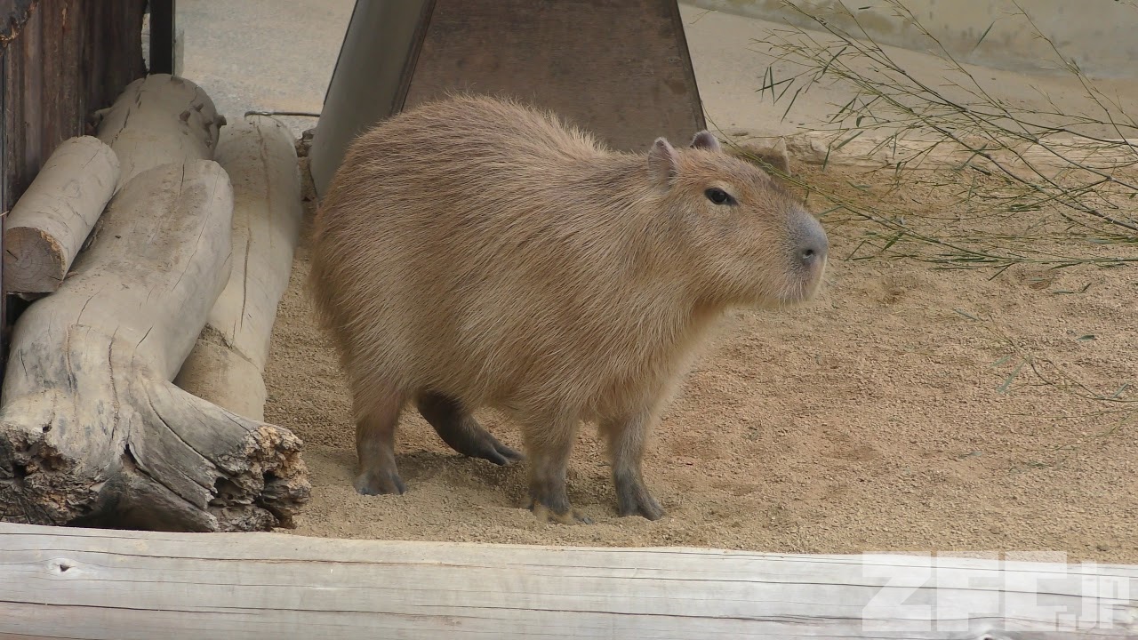 走る カピバラ (王子動物園) 2019年1月10日 | ZFC.jp