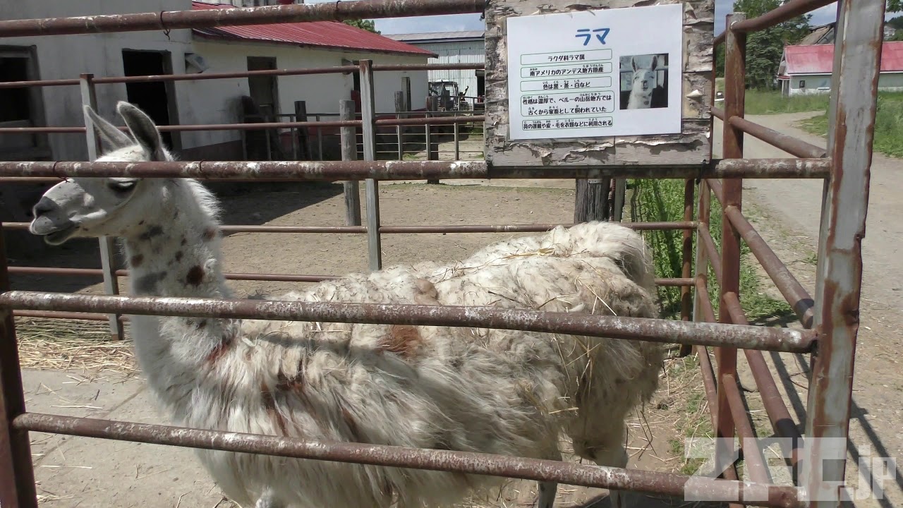 ラマ ハイジ牧場 19年6月18日 Zfc Jp