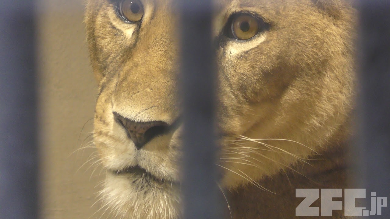 ライオンの咆哮 (東山動植物園) 2017年11月18日 | ZFC.jp