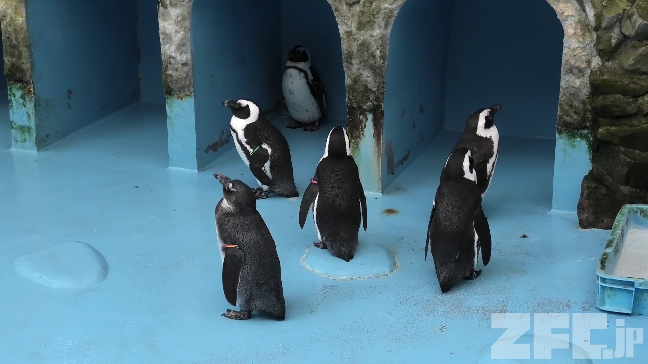 ケープペンギン 松江フォーゲルパーク 19年11月29日 Zfc Jp