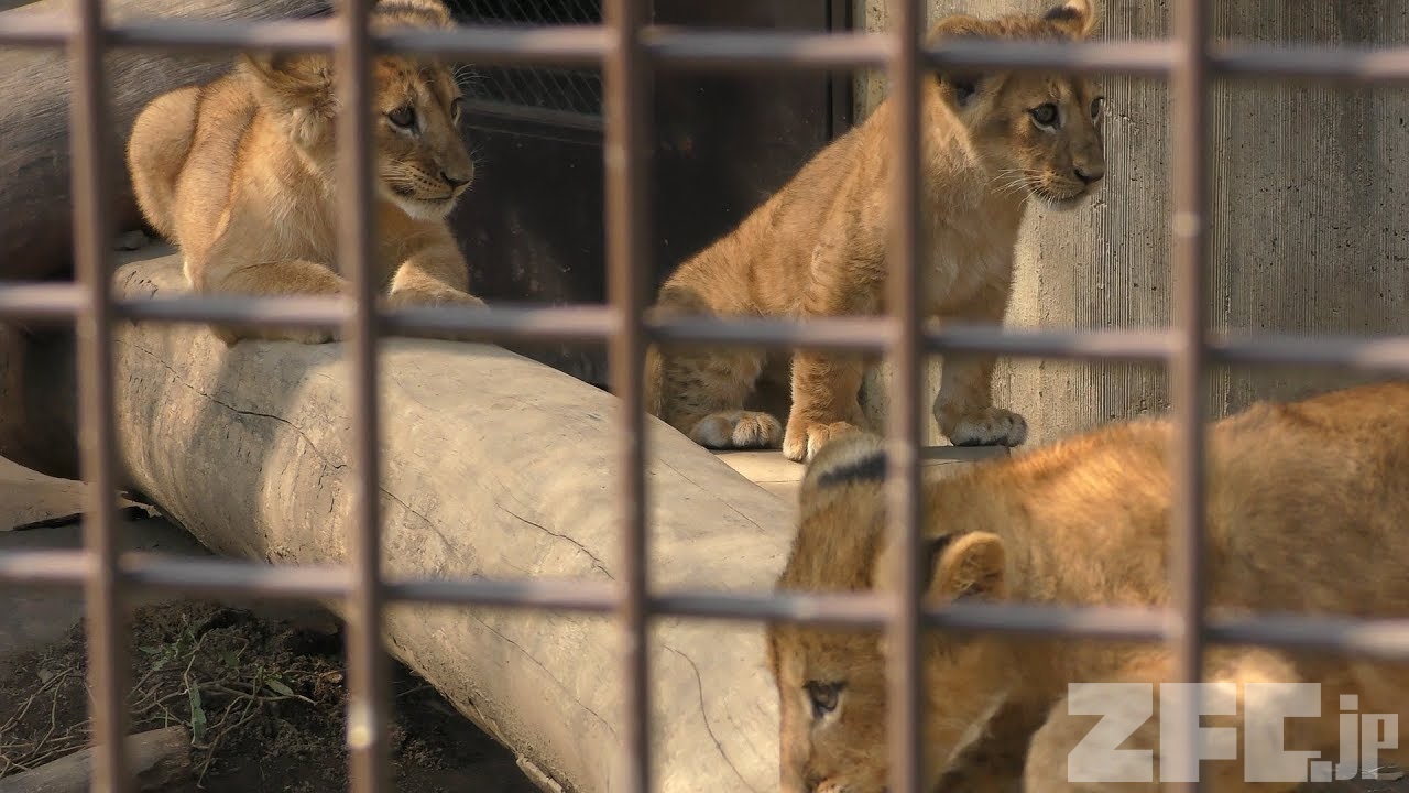 3つ子のライオンの赤ちゃん (桐生が岡動物園) 2017年10月9日 | ZFC.jp