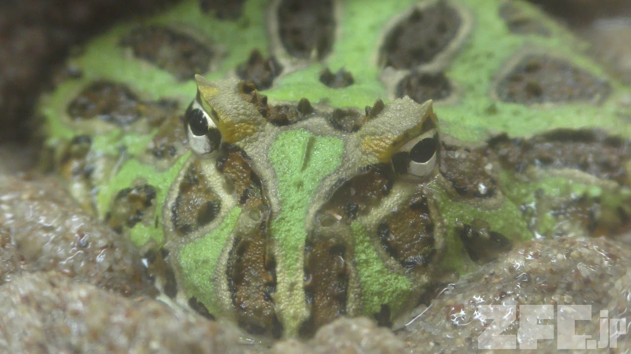 クランウェルツノガエル | 動物図鑑 | ZFC.jp