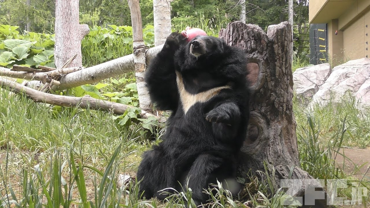 ヒマラヤグマ | 動物図鑑 | ZFC.jp
