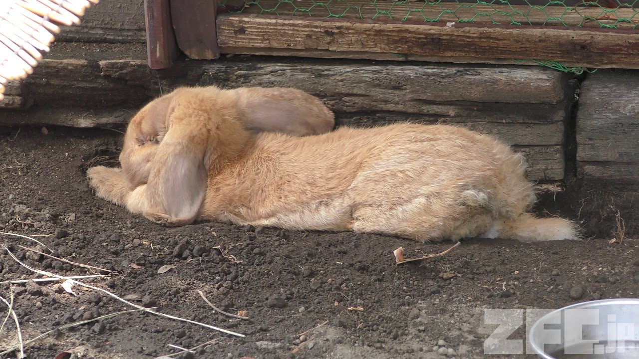 ロップイヤー様 image;width=auto,format=auto/