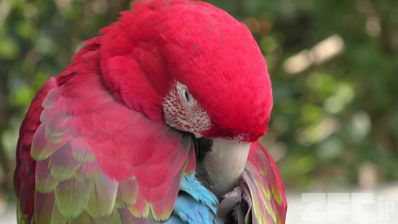 ベニコンゴウインコ 動物図鑑 Zfc Jp