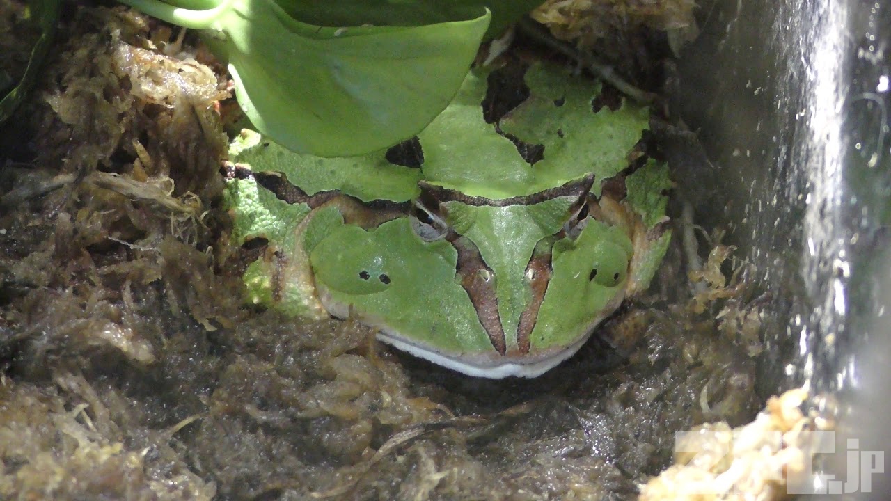 アマゾンツノガエル | 動物図鑑 | ZFC.jp