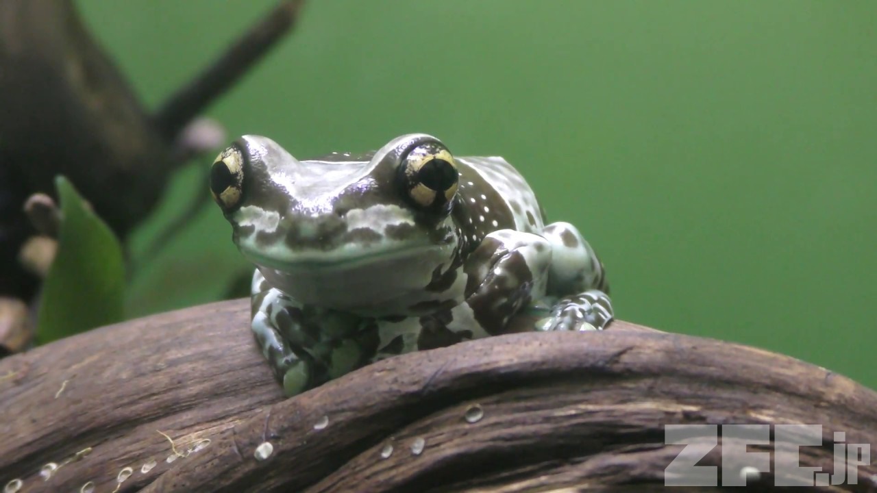 ジュウジメドクアマガエル | 動物図鑑 | ZFC.jp