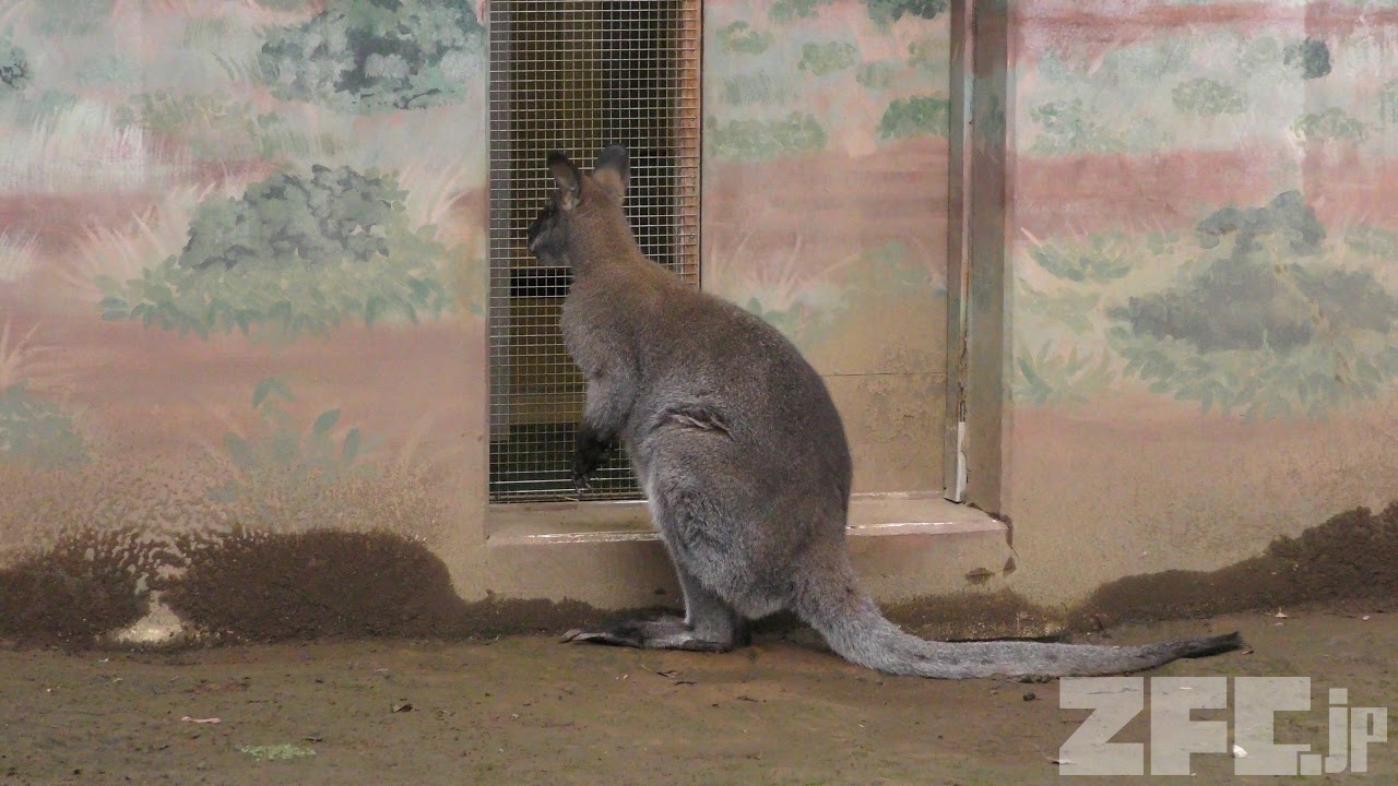 閉園前にそわそわしだすベネットアカクビワラビー 江戸川区自然動物園 17年10月14日 Zfc Jp