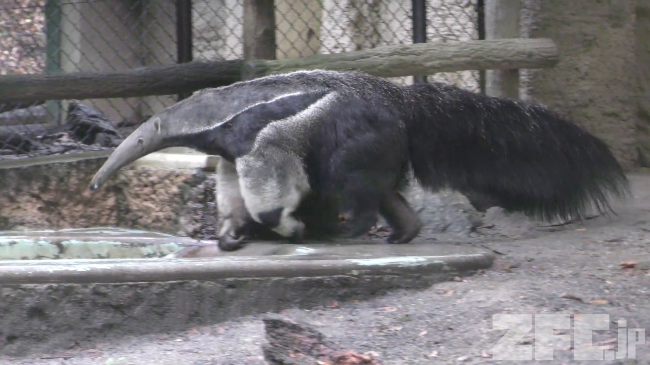 オオアリクイ 東山動植物園 17年11月18日 Zfc Jp