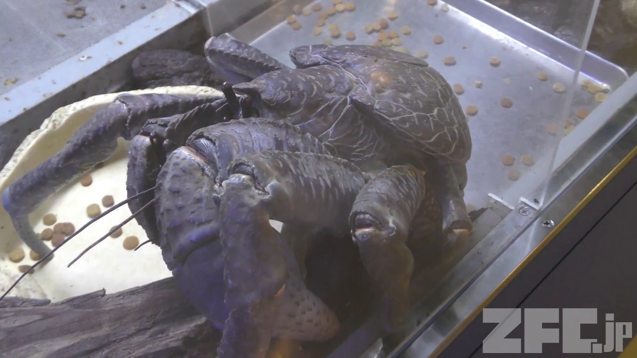 ヤシガニ (アクアワールド茨城県大洗水族館) 2017年10月21日 | ZFC.jp