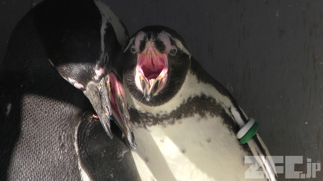 フンボルトペンギン | 動物図鑑 | ZFC.jp
