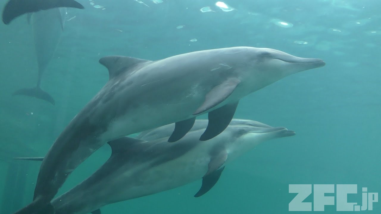 シワハイルカ | 動物図鑑 | ZFC.jp