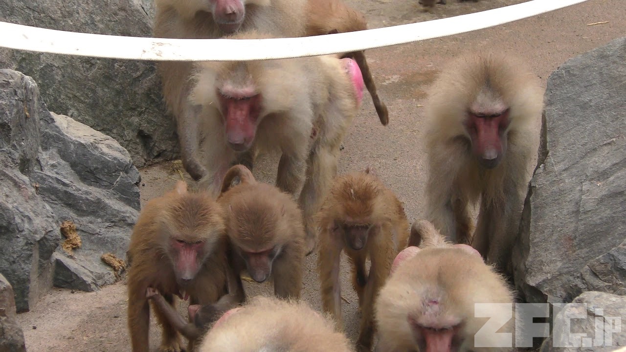 マントヒヒ 動物図鑑 Zfc Jp