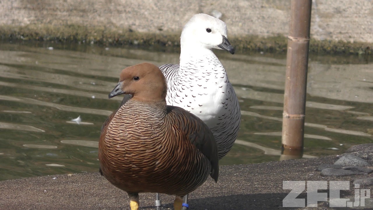 水鳥たち (仙台市八木山動物公園／セルコホーム ズーパラダイス八木山