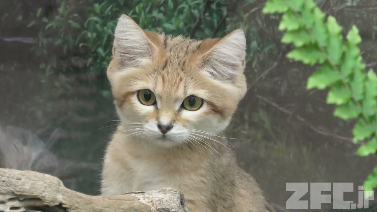 スナネコ の『キサク』と『マフ』 (神戸どうぶつ王国) 2021年6月18日