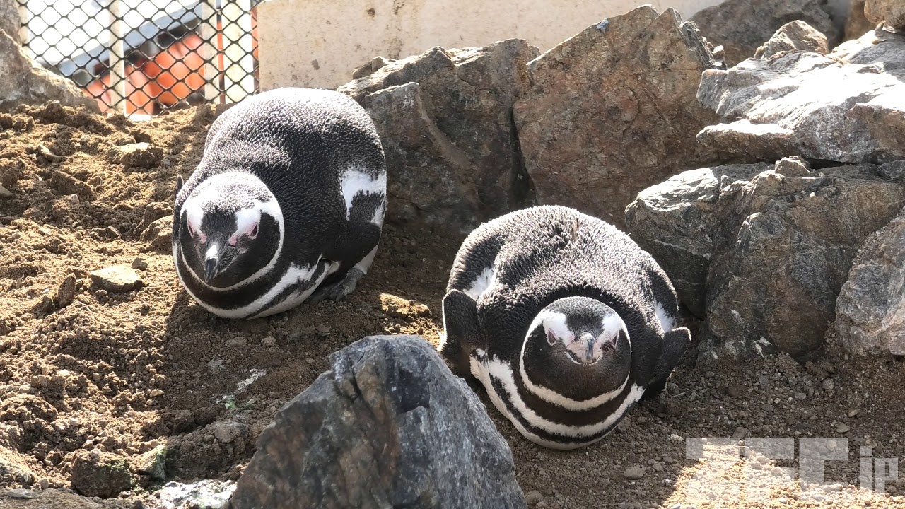 マゼランペンギン | 動物図鑑 | ZFC.jp