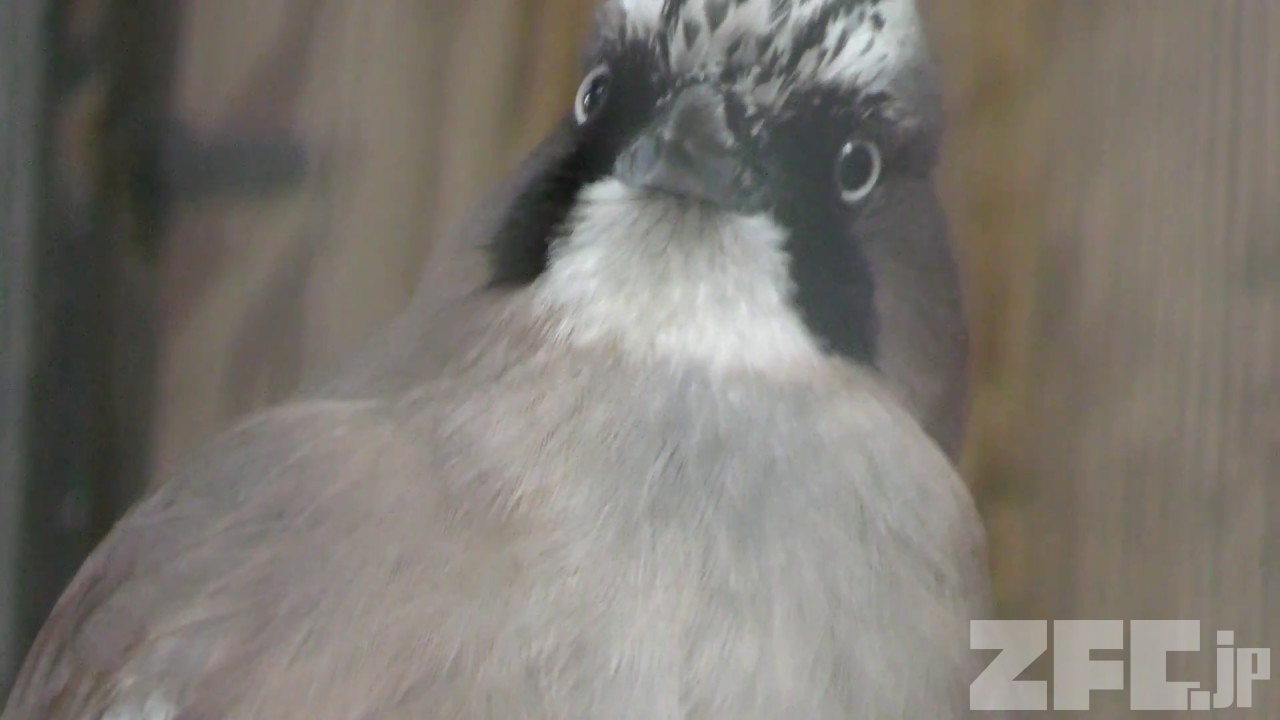 カケス | 動物図鑑 | ZFC.jp