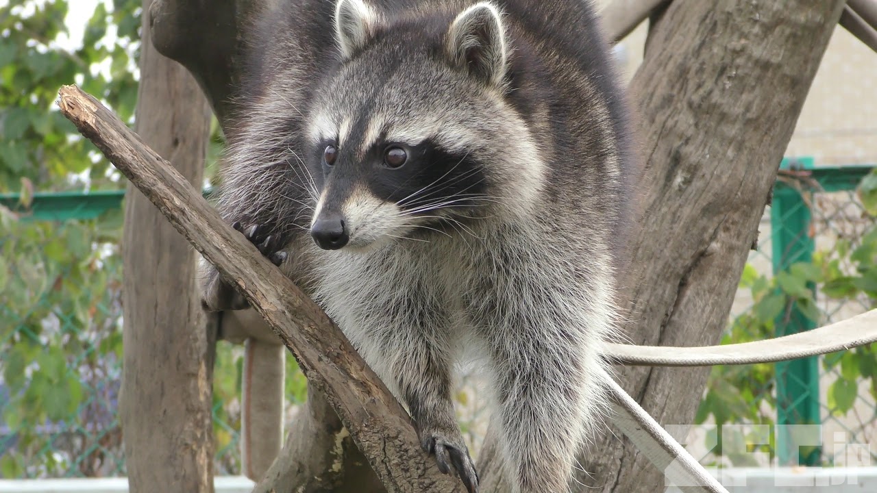 アライグマ (日立市かみね動物園) 2018年12月4日 | ZFC.jp