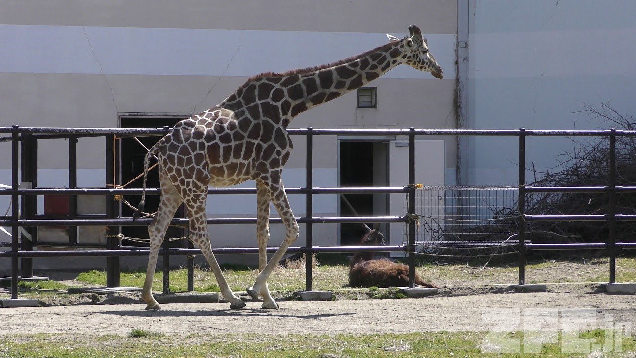 キリン の『リンリン』と『カンタ』 (秋田市大森山動物園) 2019年4月11