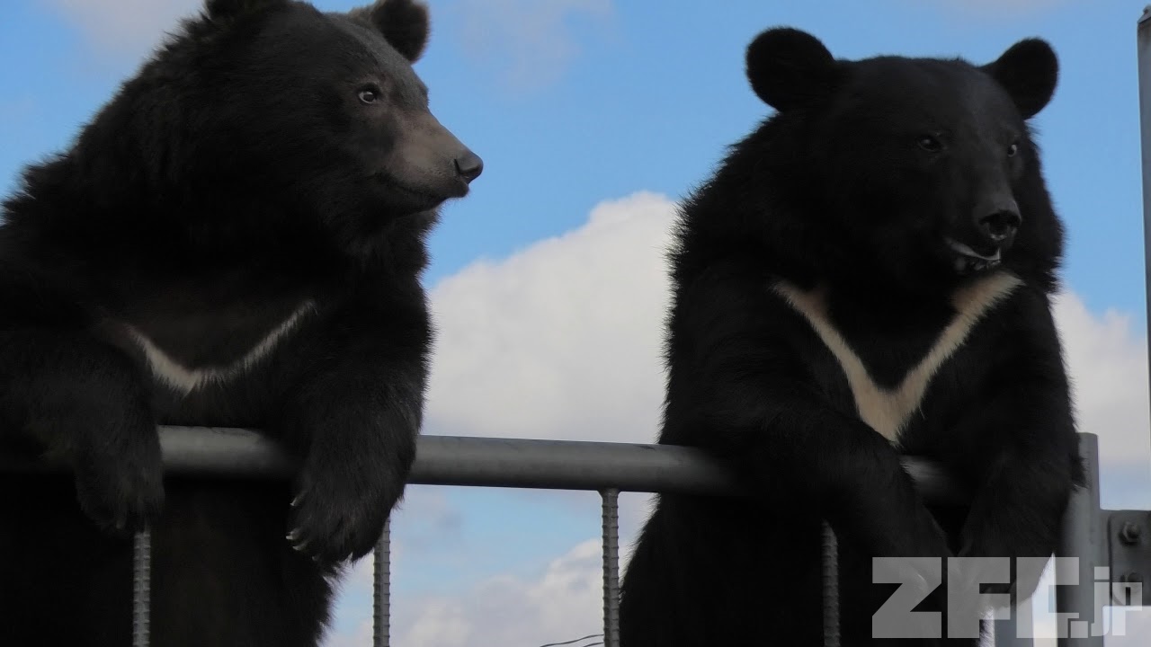 ニホンツキノワグマ (阿蘇カドリー・ドミニオン) 2019年12月7日 | ZFC.jp