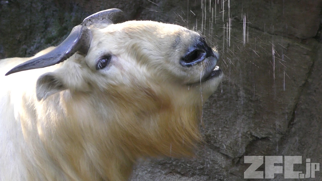 ターキン 動物図鑑 Zfc Jp