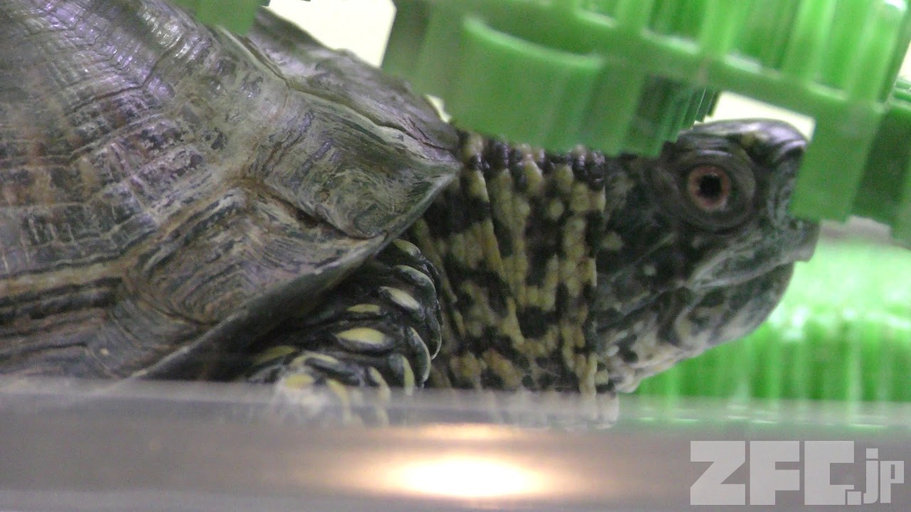 カロリナハコガメ | 動物図鑑 | ZFC.jp