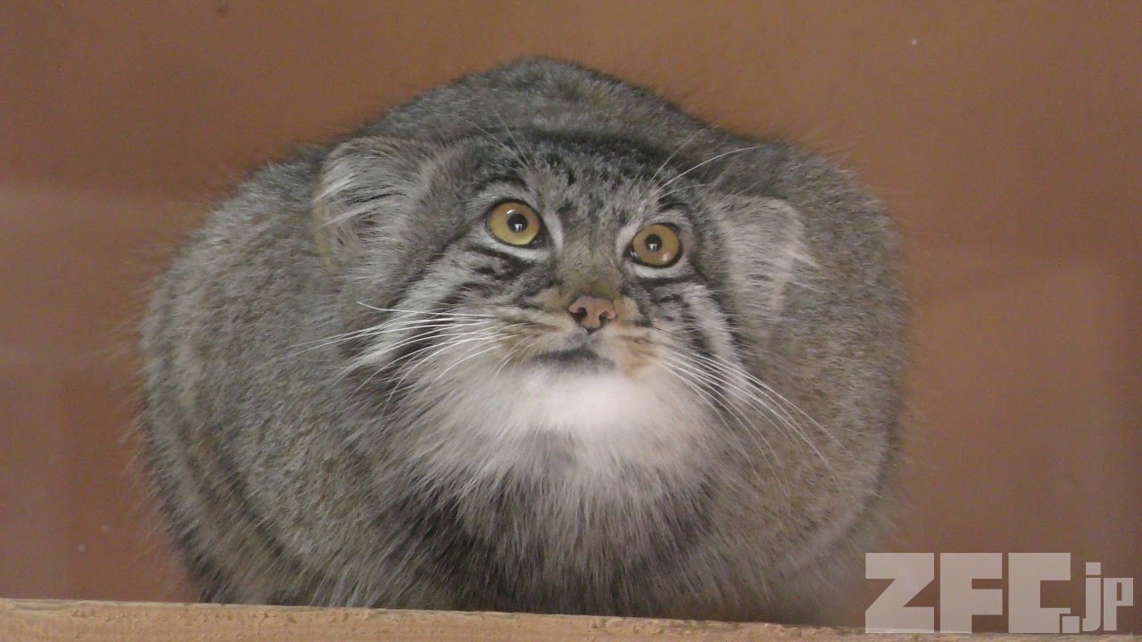 マヌルネコ 旭川市旭山動物園［公式］ on X: 