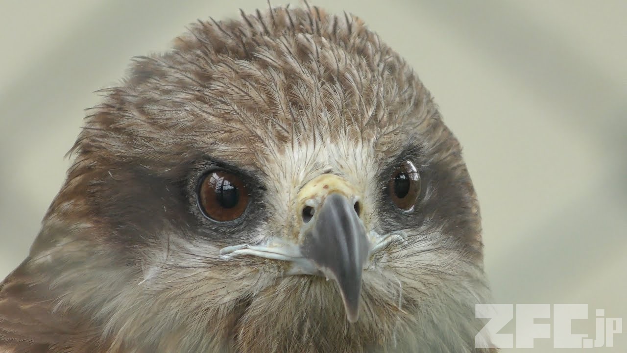トビの翼標本 1875年 Bree ヨーロッパ鳥類史 タカ科 カタグロトビ属 カタグロトビ