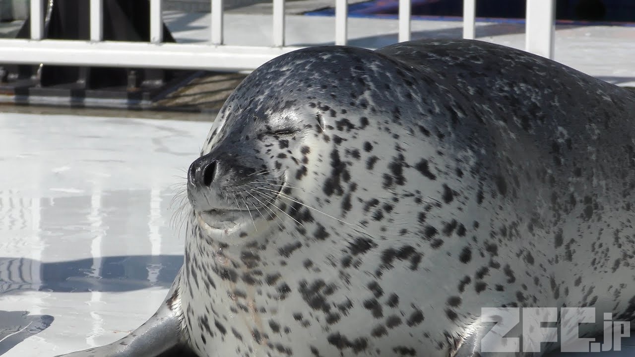 ゴマフアザラシ | 動物図鑑 | ZFC.jp