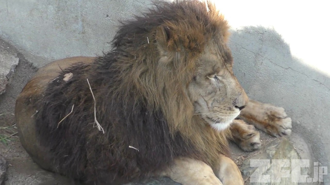 しばライオンページ しばライオン しばライオンページ しばライオンページ The day my