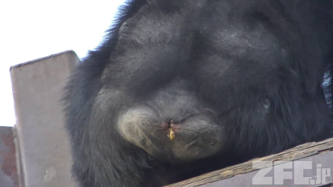 ⭐︎チンパンジー⭐︎ チンパンジー Chimpanzee FRPアートオブジェ【商品番号：m