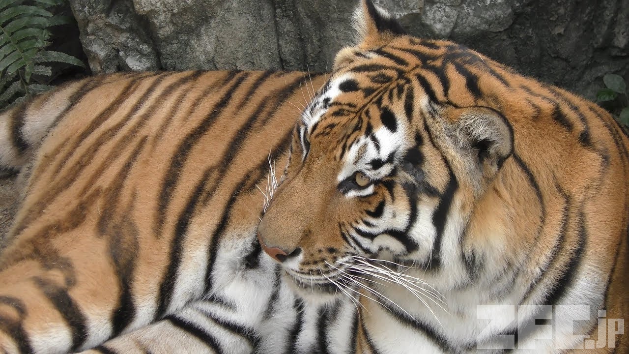 アムールトラ の『フジ』と『ノゾミ』 (静岡市立 日本平動物園) 2019年