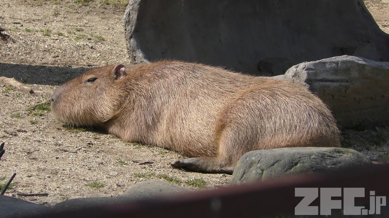カピバラ (愛媛県立とべ動物園) 2018年3月25日 | ZFC.jp