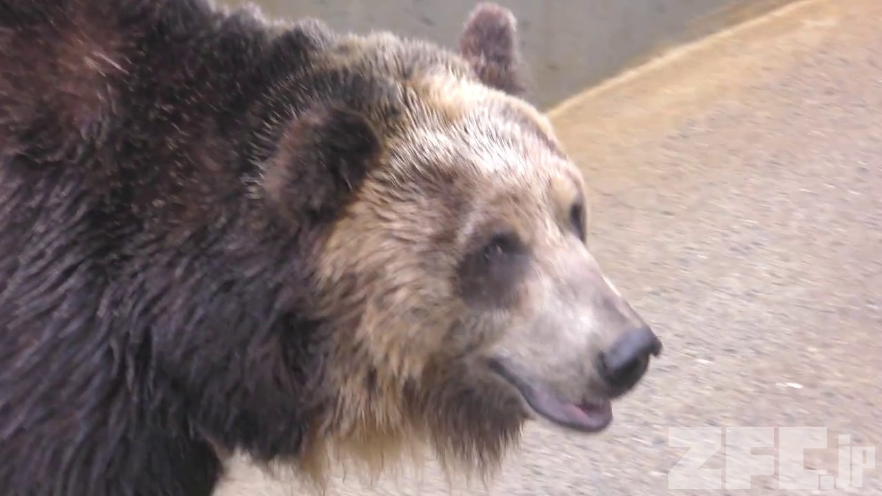 エゾヒグマ (日立市かみね動物園) 2017年10月21日 | ZFC.jp